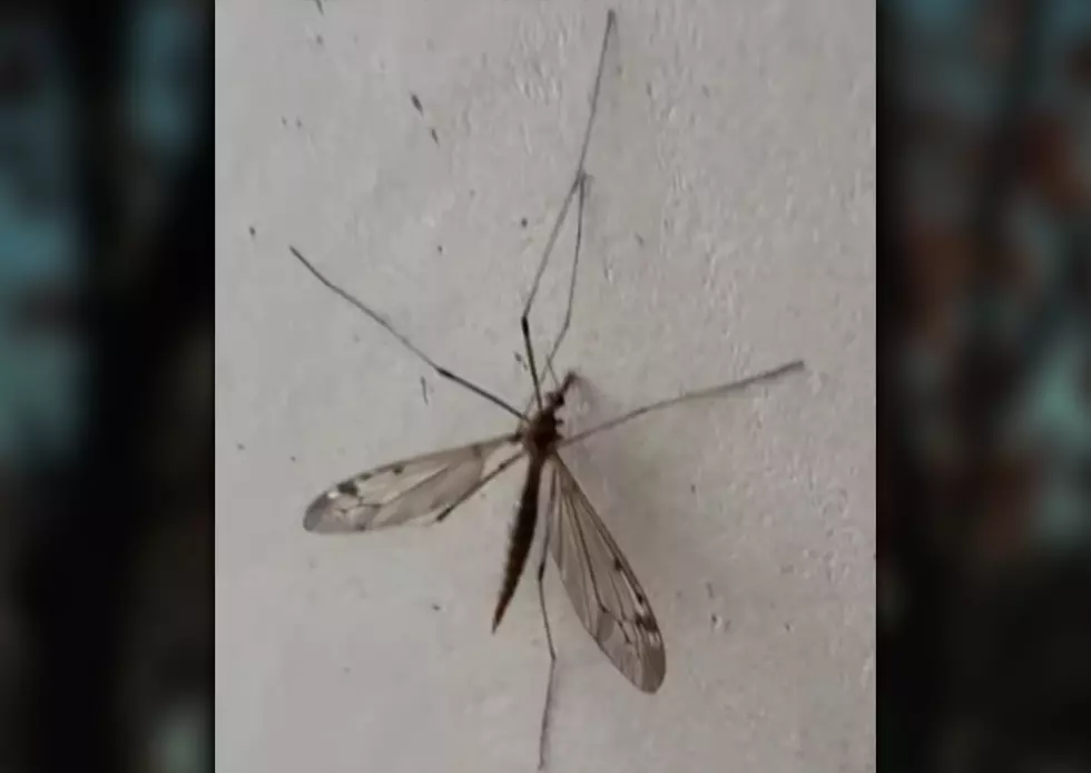 Can Giant Mega Mosquitos Suck Your Blood and Carry Disease?