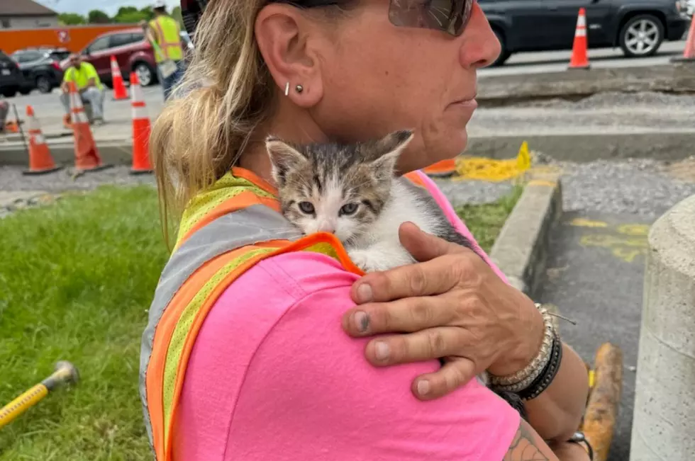 Central New York DOT Workers Rescue Kitten Thrown from Moving Vehicle