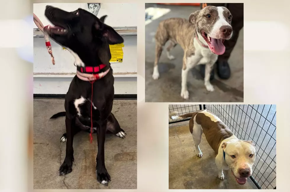 Check out These 3 Very Friendly Dogs Ready for Adoption from Utica Police