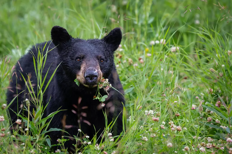 Black Bear Spotted Roaming Neighborhoods in Whitesboro