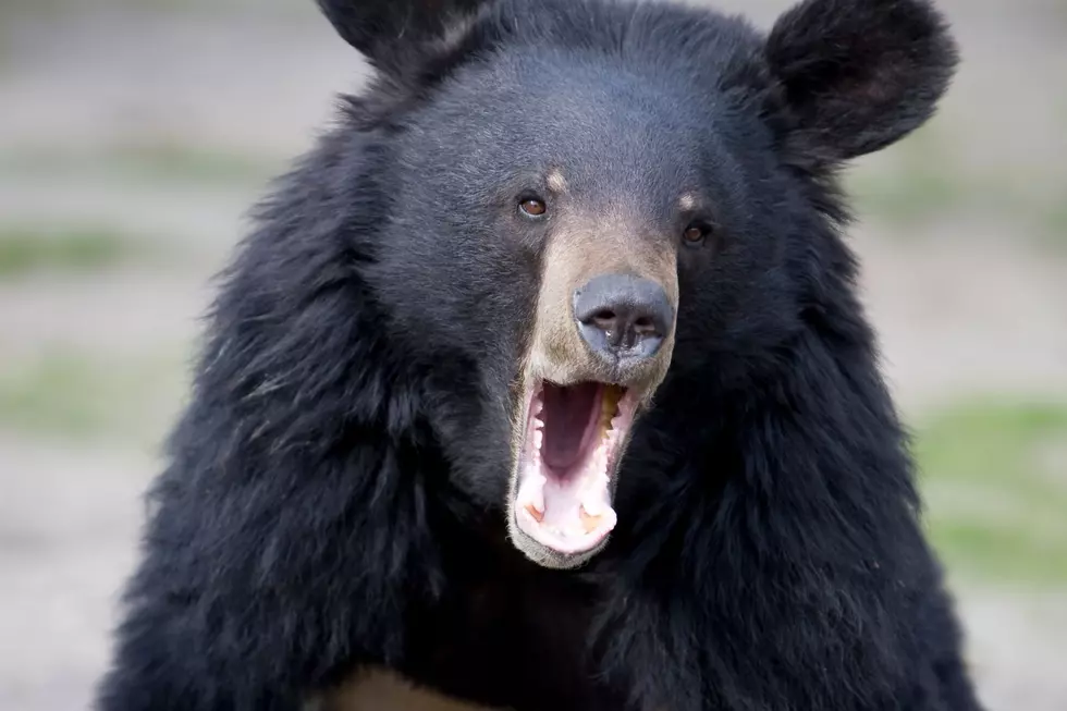 Campers Ticketed for Feeding Black Bear in Upstate New York