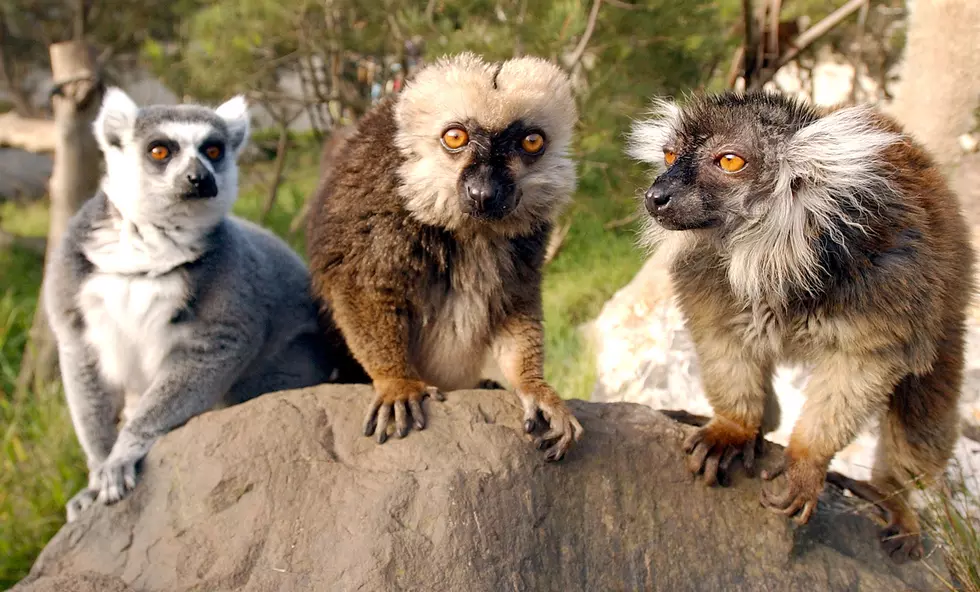 Lemur Exhibit at San Francisco Zoo