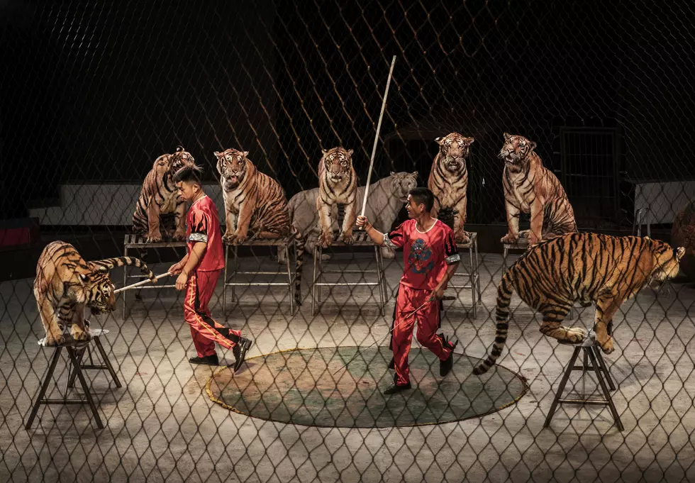 China's Siberian Tiger Farm
