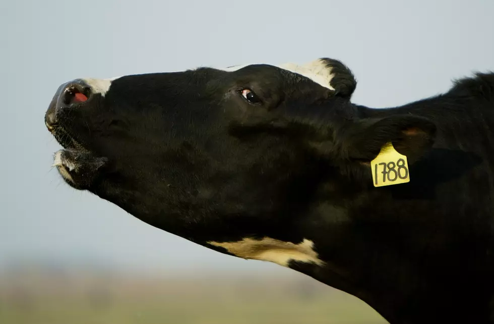 Cattle Are Auctioned In Shadow Of Mad Cow Scare