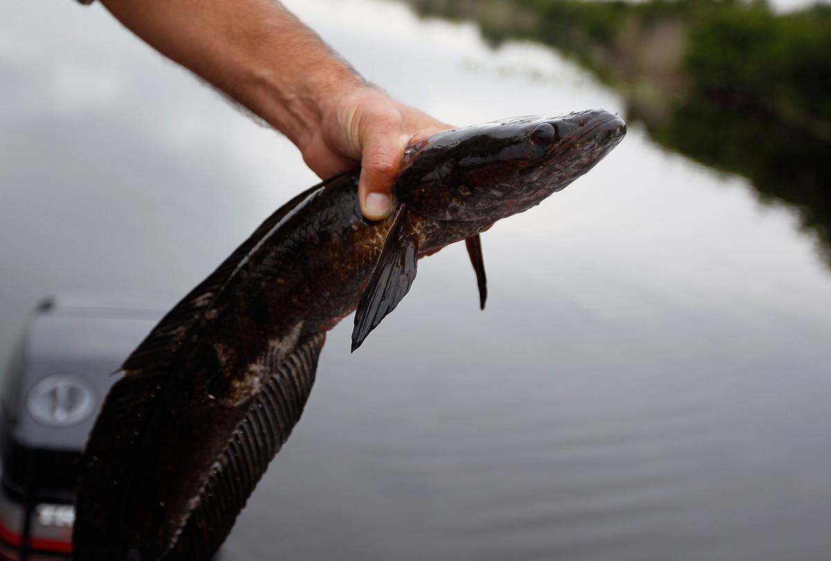 Immediately Kill This Fish If You See It in New York Waters