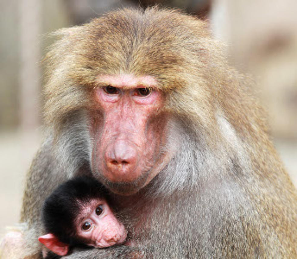 Drunk Driver Had Monkey In His Truck