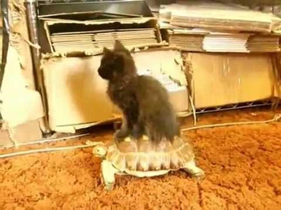 Kitten Hitches a Ride on a Turtle [VIDEO]