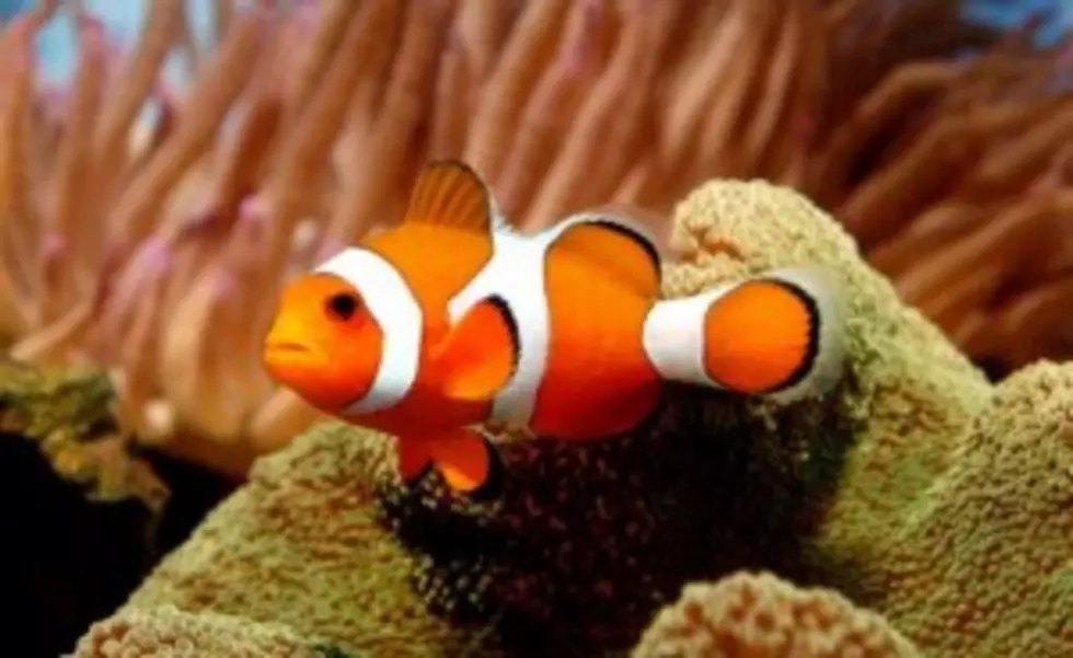Finding Nemo Getting Tougher&#8230; Orange Clown Fish Nearing Endangerment