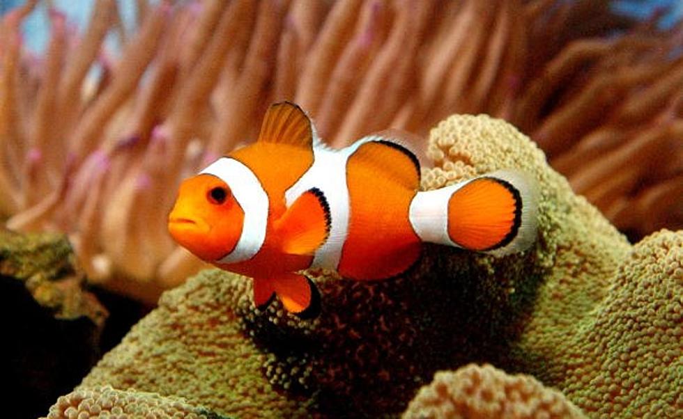 Finding Nemo Getting Tougher… Orange Clown Fish Nearing Endangerment
