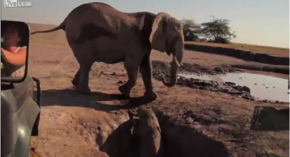 Baby Elephant Rescued from Hole in the Ground [VIDEO]
