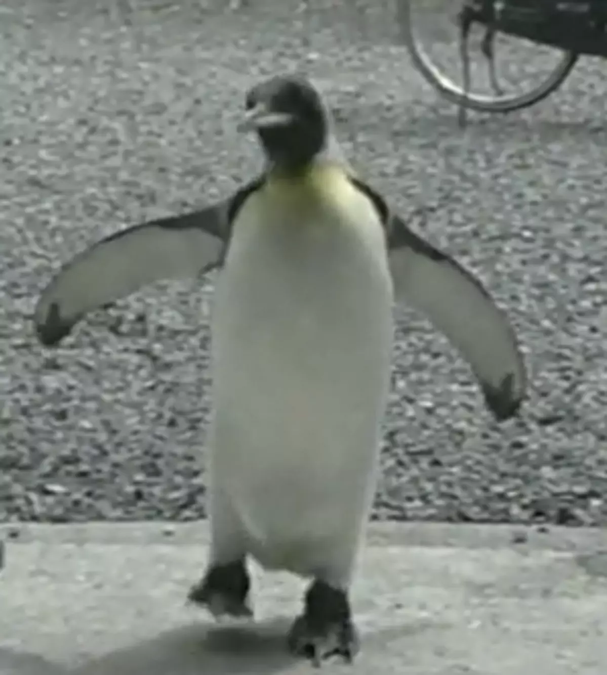inhoud Slang actrice The Traveling Penguin [VIDEO]