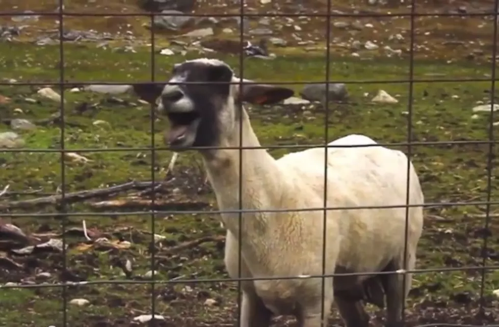 Funniest Goats Screaming Like Humans Music Videos- Top On The Web