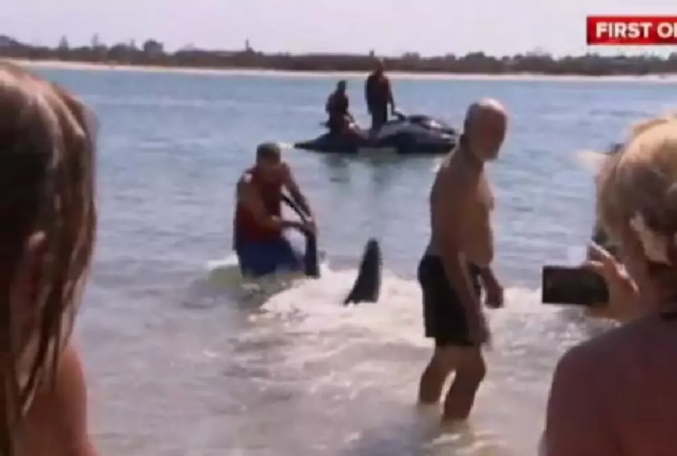 Viral Video – Man Wrestles Shark Away From Kids On A Beach, Gets Fired!