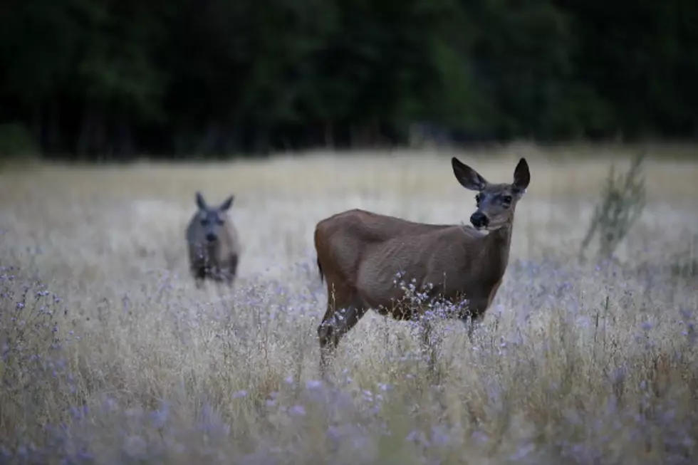 Deer Crashes Through Windshield