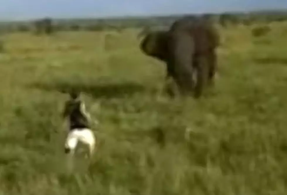 Watch A Drunk Man Charge A Wild Elephant At Kruger National Park