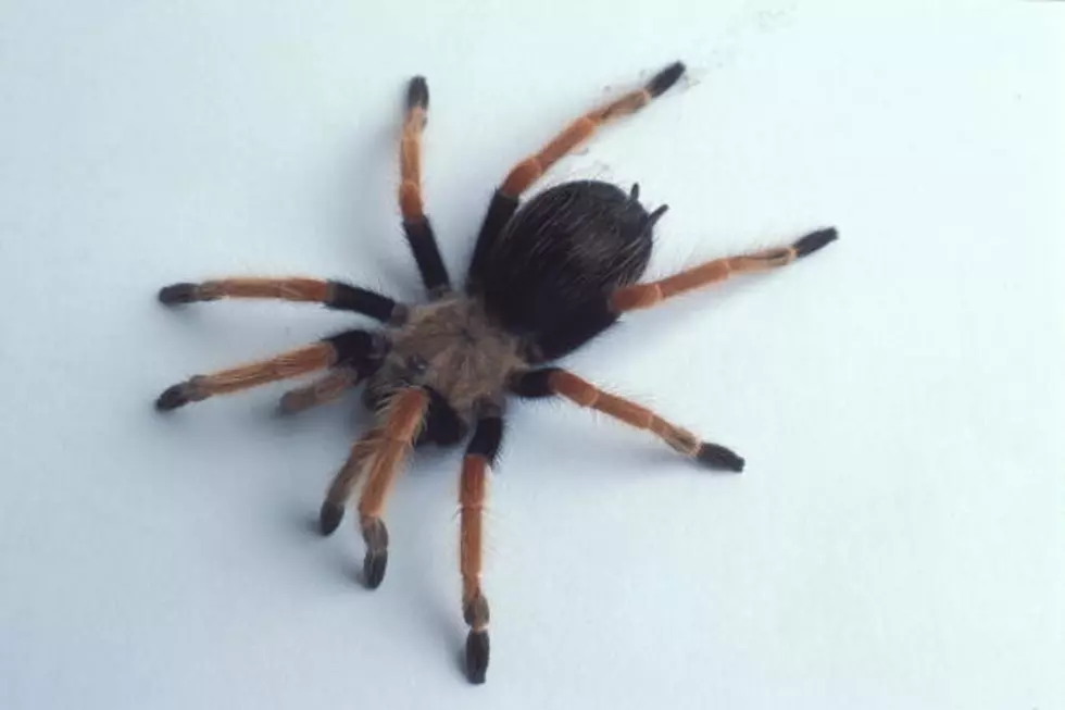 ByeBye Eight-Legged Freaks – 5 Ways To Keep Spiders Out Of Your Home