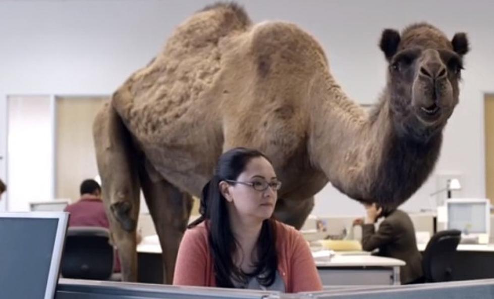 Buy A Geico Hump Day Camel T-Shirt