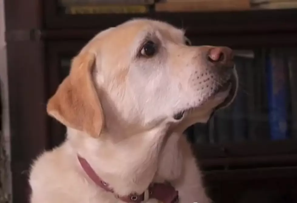 Do Dogs Really Know Right from Wrong? [VIDEO]