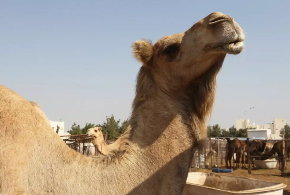 Does The Geico Hump Day Camel Have A Name?