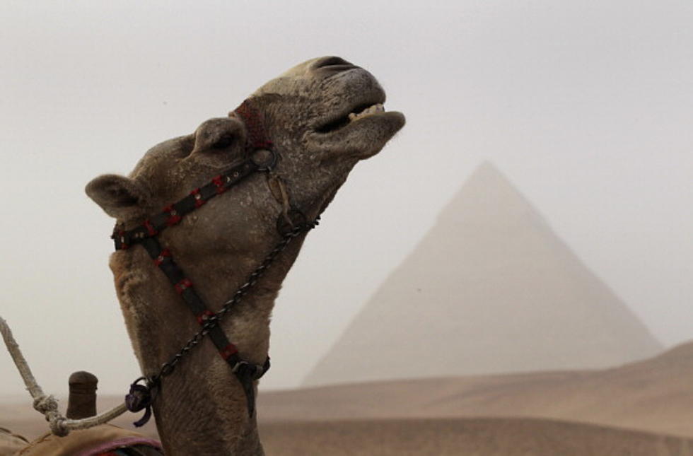 Watch The Geico Hump Day Camel Movie Day Commercial