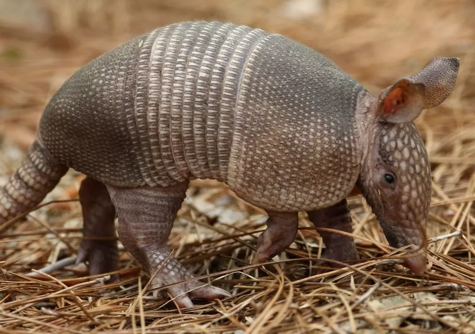 &#8216;Dillo Jean&#8217; &#8211; When An Armadillo Does The Moonwalk