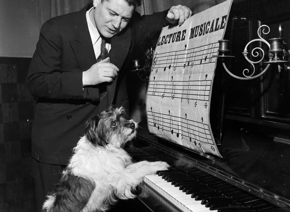 Introducing The ‘Perfect Pitch’ Piano Dogs
