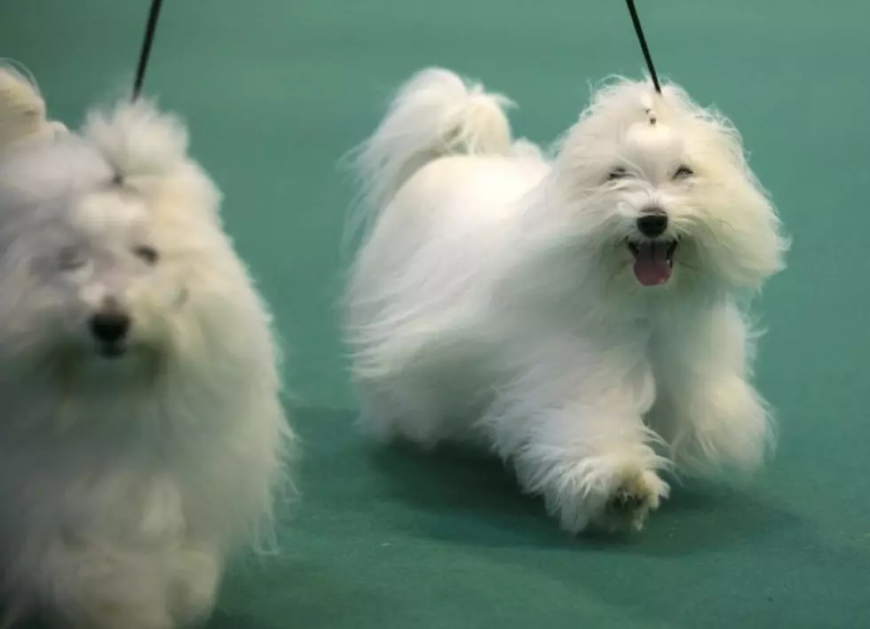 Take In A Dog Show This Weekend