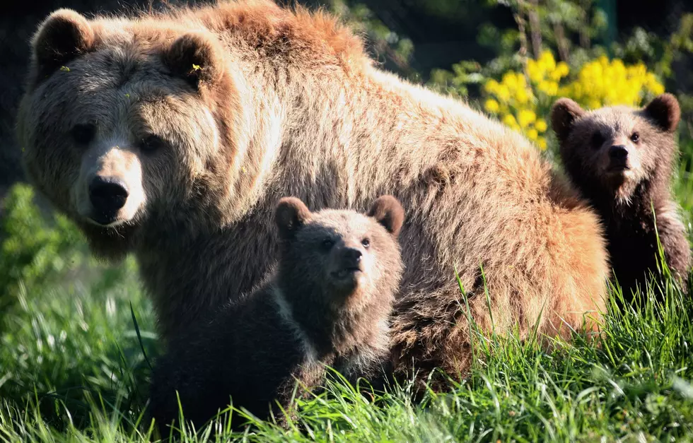 Mama Bear Rescues Her Cub [VIDEO]