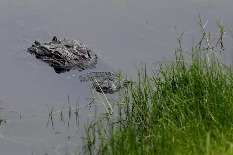 Wildebeests Decide &#8211; Is It An Alligator Or A Log?
