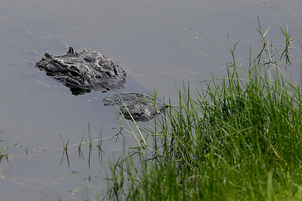 Wildebeests Decide – Is It An Alligator Or A Log?