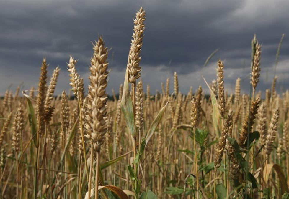 Crop Circles In Bavaria Concerns Beer Drinkers [VIDEO]