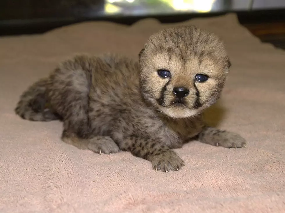 Watch Cheetah Cub And Puppy Best Friends [VIDEO]