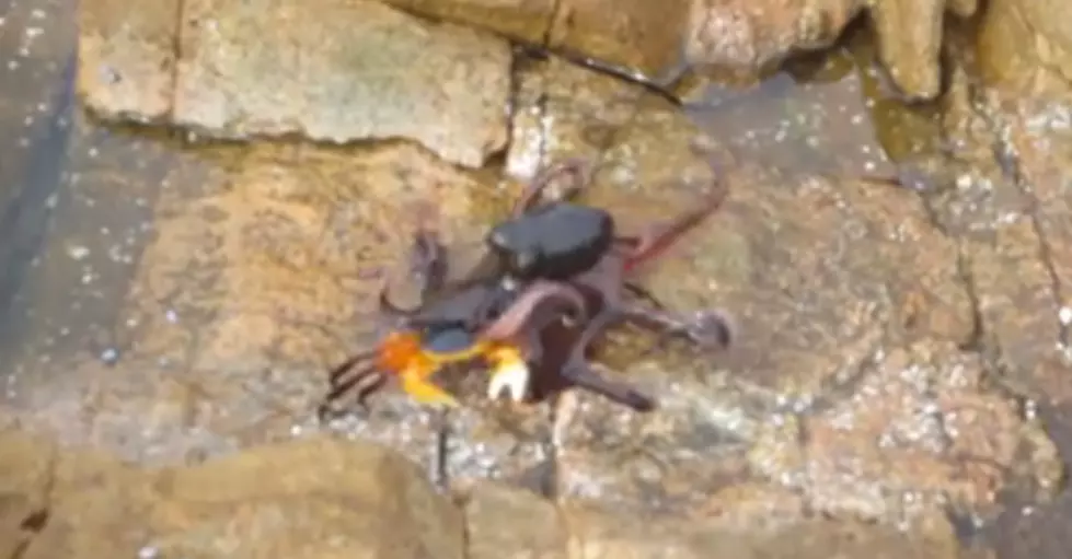 Australian Octopus Braves The Land For Crab Dinner [VIDEO]