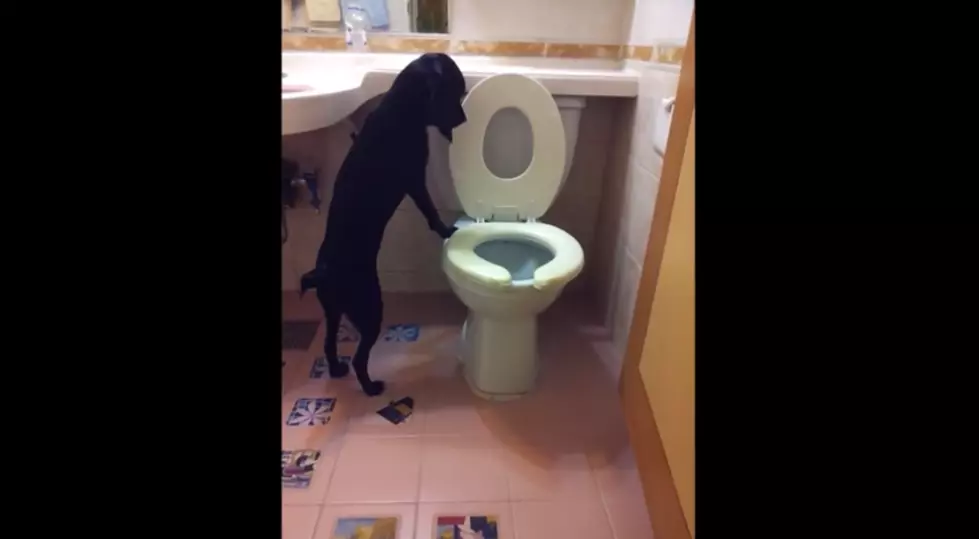 Щенки туалет терпеть. Собака на унитазе. Туалеты для собачки. Собаки которые ходят в туалет на унитаз.
