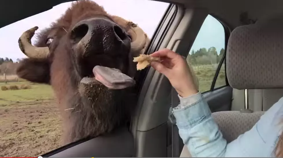 Buffalo Finds Something To Tickle His Tongue [VIDEO]