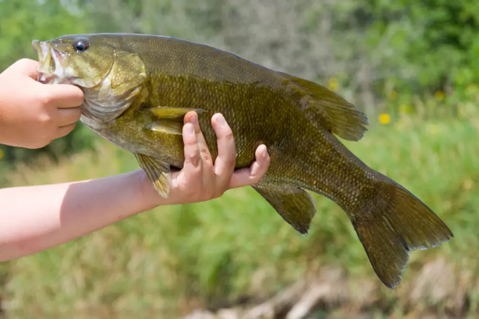 Smallmouth Bass From Susquehanna River Has Cancerous Tumor