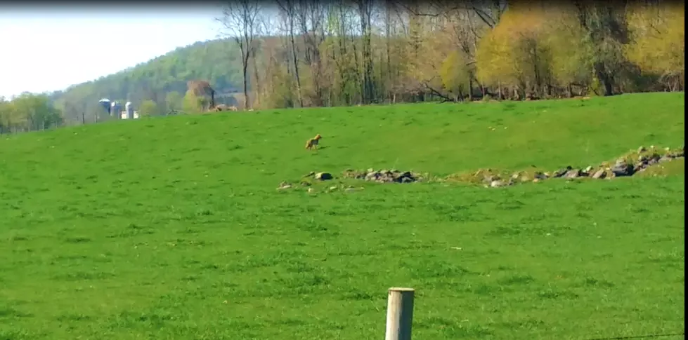 Can You See The Coyote I Almost Hit This Morning? [VIDEO]