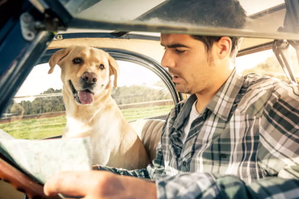 Top 5 Tips To Travel Safely With Your Pets This Fourth of July