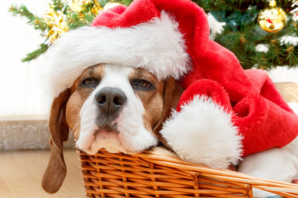 Holiday Pet Safety – What’s Toxic?