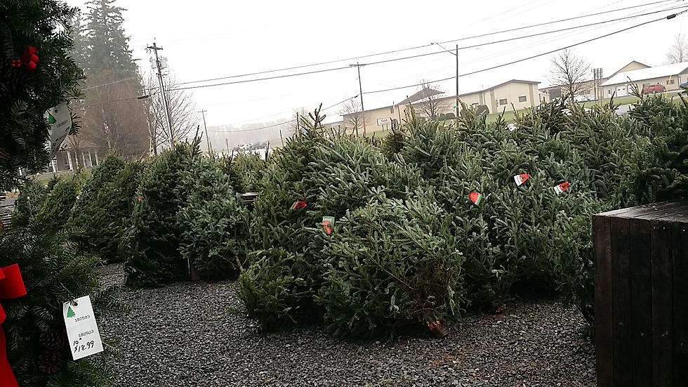 Selecting The Perfect Locally Grown Christmas Tree [VIDEO]