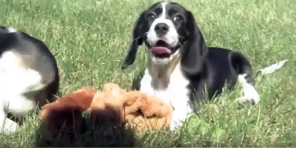 Meet The World’s First In Vitro Fertilization Puppies From Cornell University