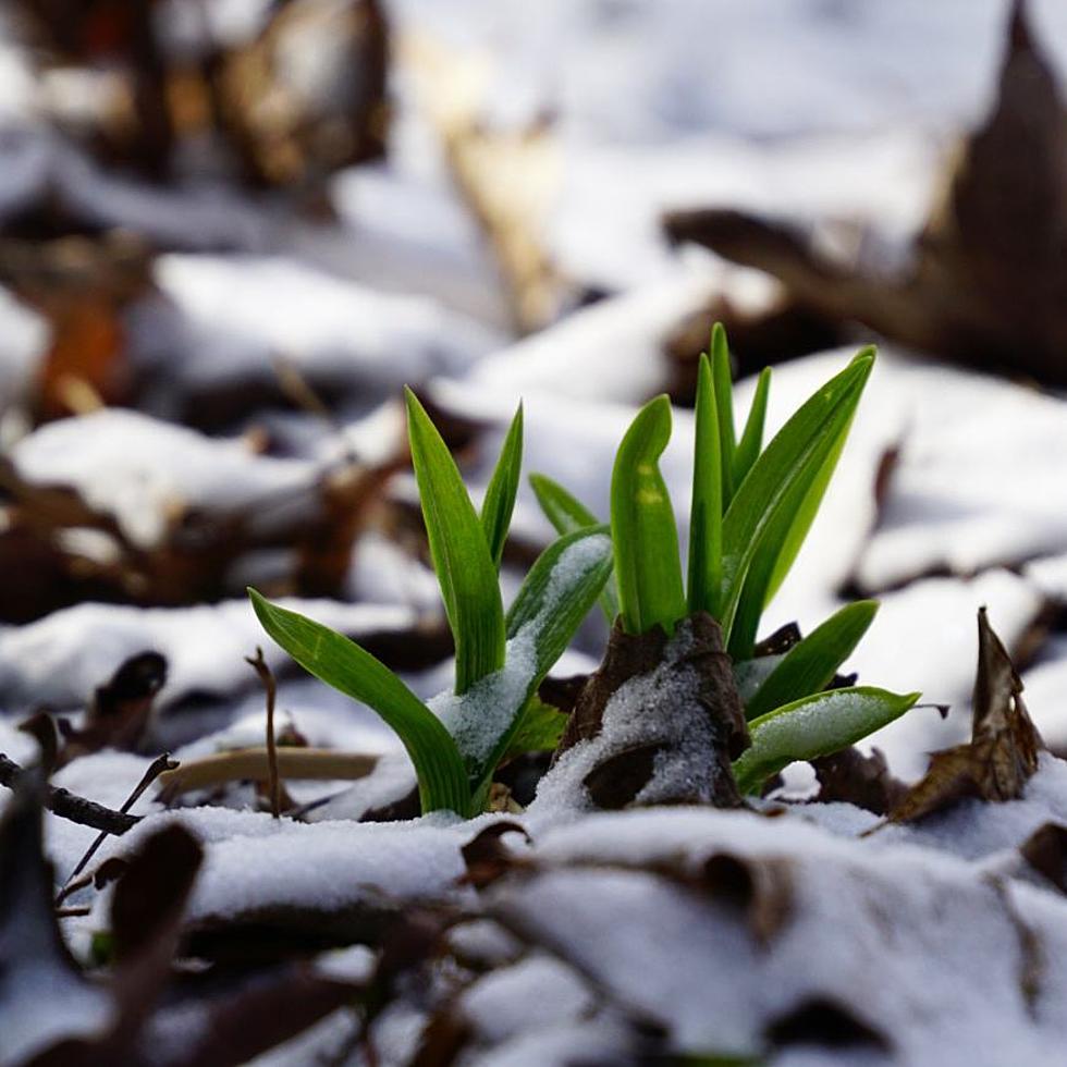 9 Top Signs That Spring is Close in Central New York