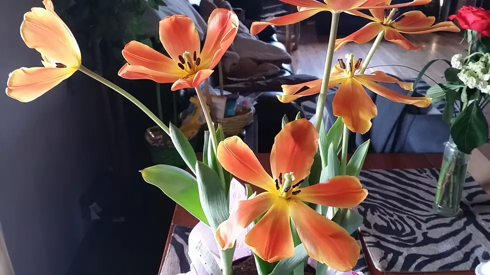 Easter Tulips Look Like This? Here’s What You Do Next