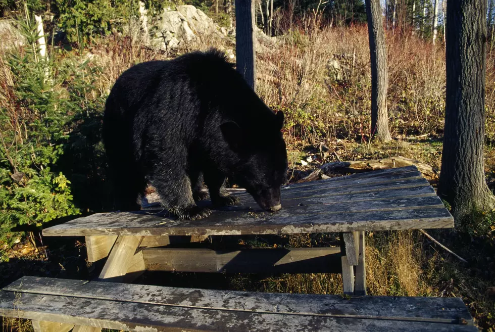 200-Pound Black Bear Tranquilized In Cortland Dies