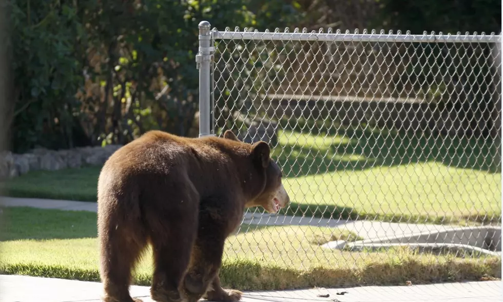 Bear at Oswego University 