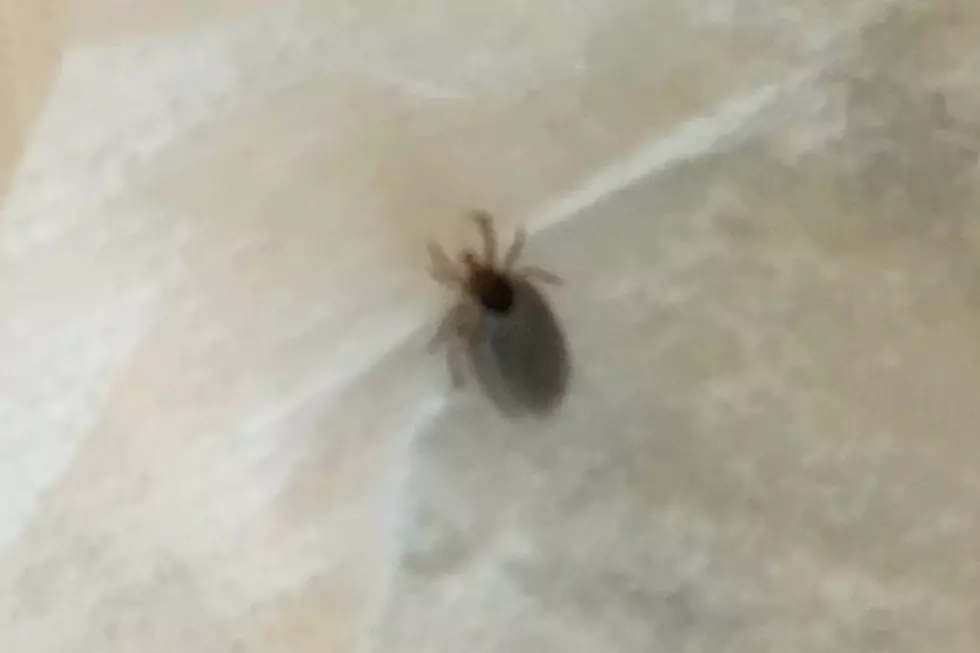 What's Biting in CNY? TICKS