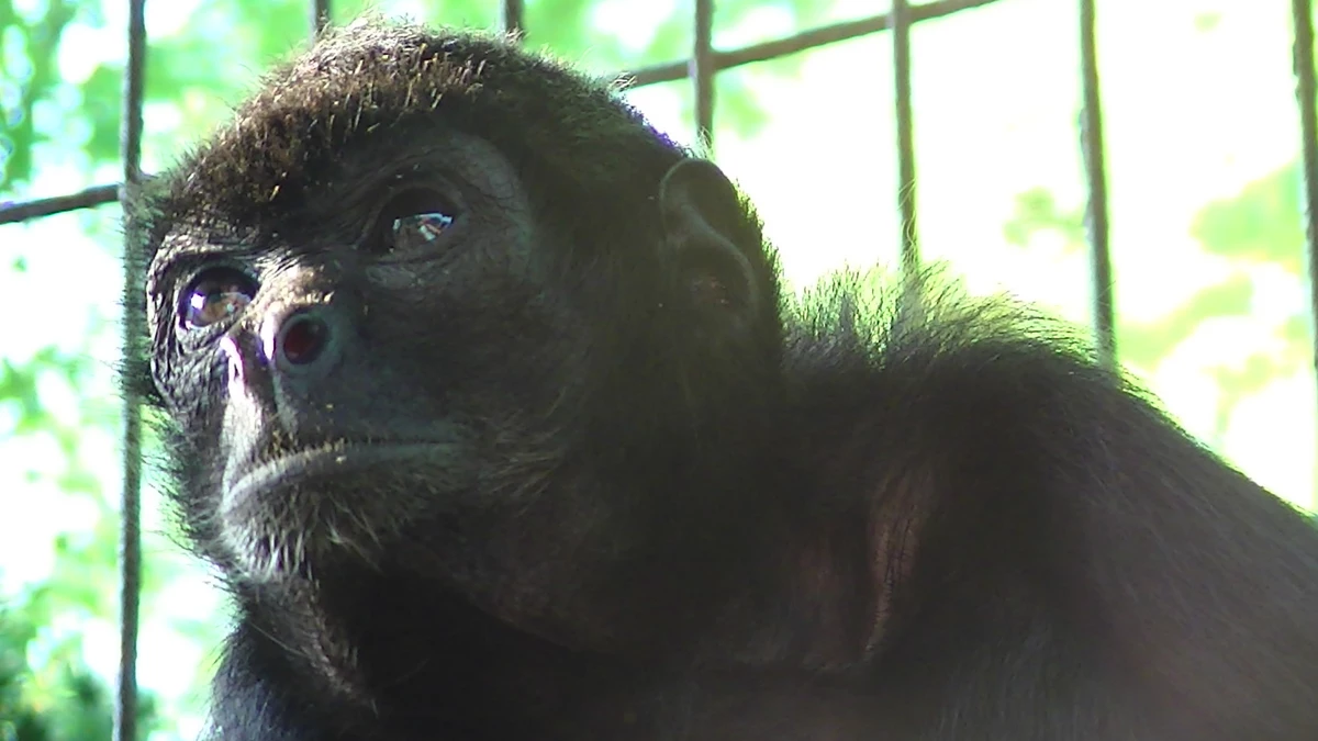 Oldest Spider Monkey Ever Recorded Lives At Fort Rickey In Rome