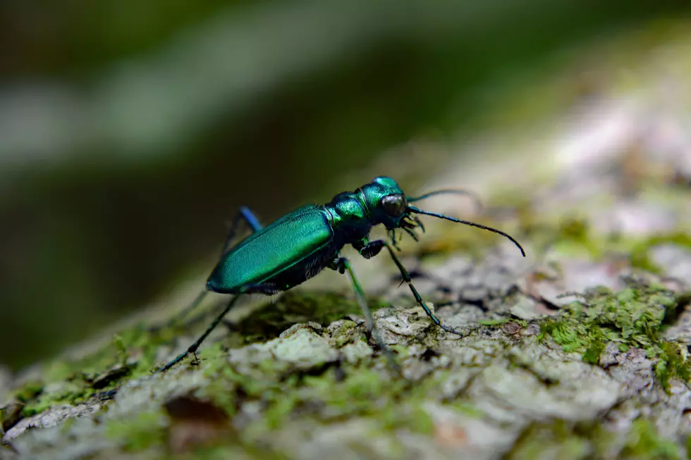Emerald Ash Borer (EAB) ~ An Invasive Beetle ~ Found In The City of Rome