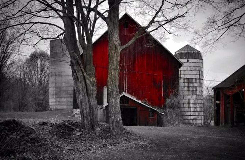 The Best Of CNY Via Black And White And Colorful Critter Photos