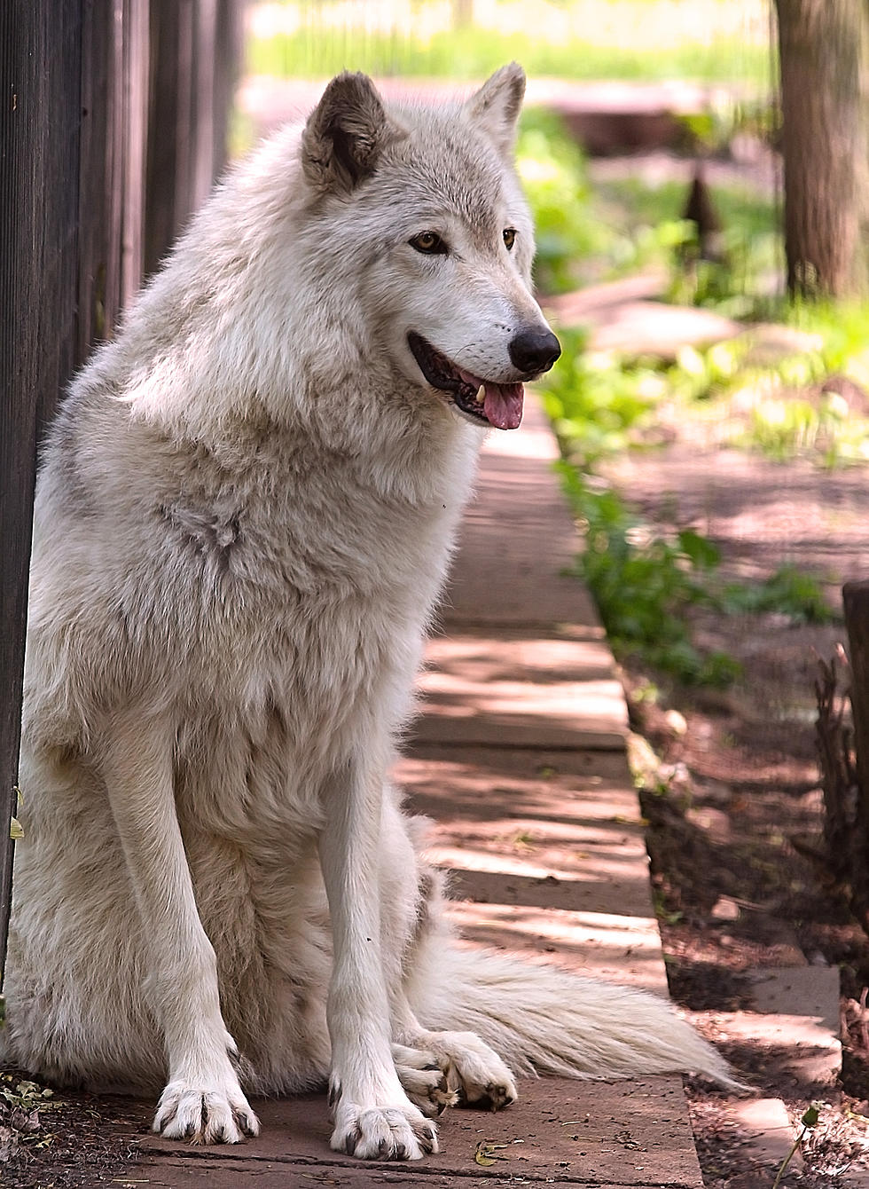 Watch Wolves at Fort Rickey Get New Toy